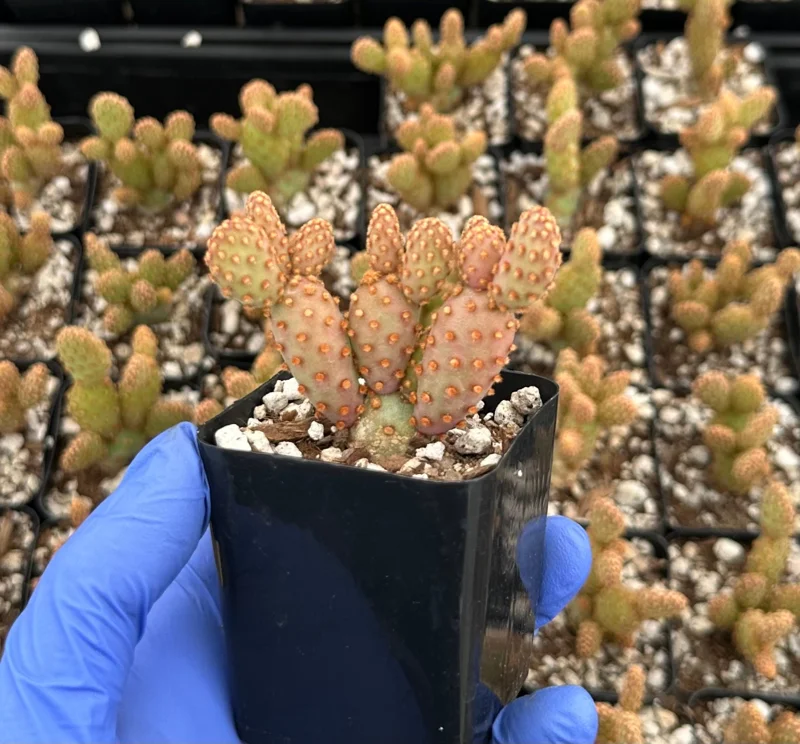 Mini Cinnamon Cactus Live Plant 2 Inch Pot | Opuntia Rufida Minima | Red - Image 2