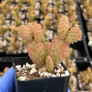 Mini Cinnamon Cactus Live Plant 2 Inch Pot | Opuntia Rufida Minima | Red - Image 3