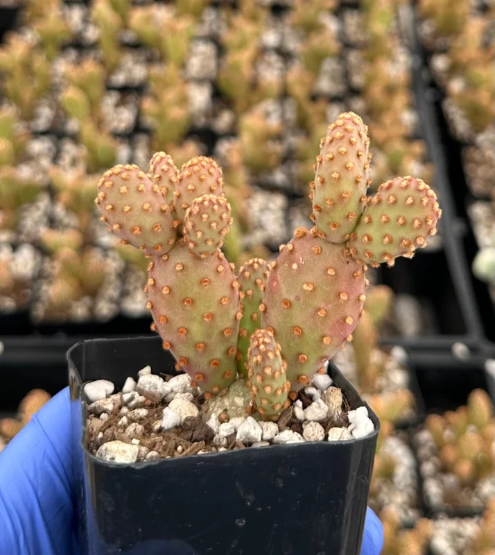 Mini Cinnamon Cactus Live Plant 2 Inch Pot | Opuntia Rufida Minima | Red - Image 3