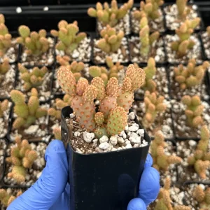 Mini Cinnamon Cactus Live Plant 2 Inch Pot | Opuntia Rufida Minima | Red - Image 4