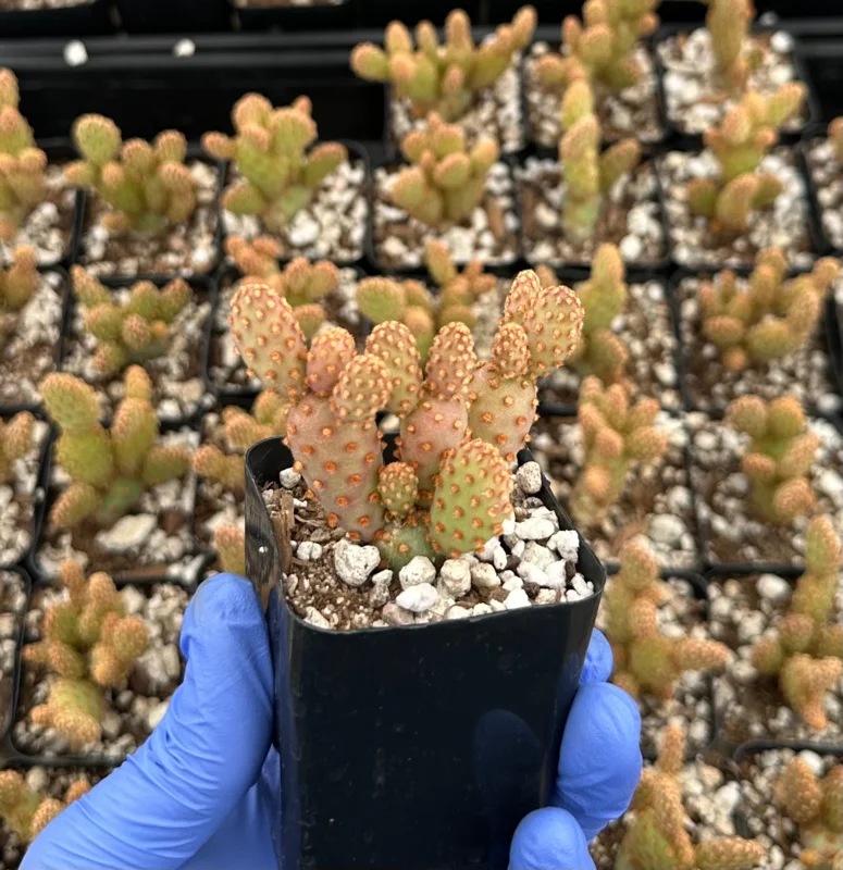 Mini Cinnamon Cactus Live Plant 2 Inch Pot | Opuntia Rufida Minima | Red - Image 4