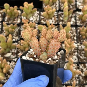 Mini Cinnamon Cactus Live Plant 2 Inch Pot | Opuntia Rufida Minima | Red - Image 1