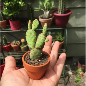 Mini Cinnamon Cactus Live Plant - Opuntia Rufida Minima 2" Pot - Image 2
