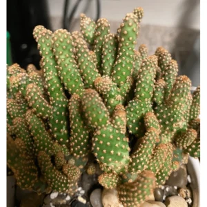 Mini Cinnamon Cactus Live Plant - Opuntia Rufida Minima 2