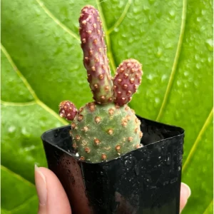 Mini Cinnamon Cactus Live Plant - Opuntia Rufida Minima 2