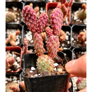 Mini Cinnamon Cactus Live Plant - Opuntia Rufida Minima 2