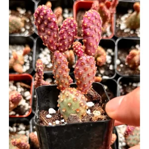 Mini Cinnamon Cactus Live Plant - Opuntia Rufida Minima 2" Pot - Image 1