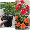 Mini Rose Bush Live Plant - Mixed Colors, 2 Small Starter Plants, 3-7 Inch Tall - Image 1