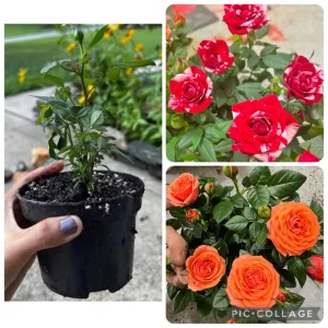 Mini Rose Bush Live Plant - Mixed Colors, 2 Small Starter Plants, 3-7 Inch Tall - Image 1