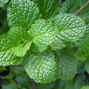 Mint Live Plant – 6-inch Tall – 3.5-inch Pot – Fragrant Culinary Herb - Image 2