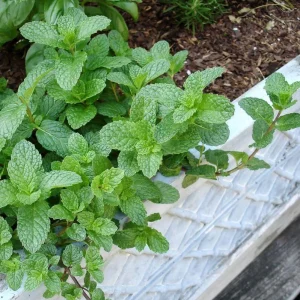 Mint Live Plant – 6-inch Tall – 3.5-inch Pot – Fragrant Culinary Herb - Image 3