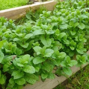 Mint Live Plant – 6-inch Tall – 3.5-inch Pot – Fragrant Culinary Herb - Image 4