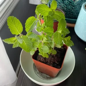 Mint Live Plant – 6-inch Tall – 3.5-inch Pot – Fragrant Culinary Herb - Image 5