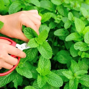 Mint Live Plant – 6-inch Tall – 3.5-inch Pot – Fragrant Culinary Herb - Image 6