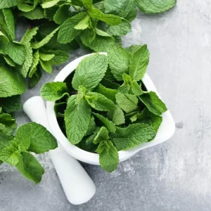 Mint Live Plant – 6-inch Tall – 3.5-inch Pot – Fragrant Culinary Herb - Image 7