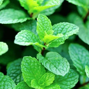 Mint Live Plant – 6-inch Tall – 3.5-inch Pot – Fragrant Culinary Herb - Image 1