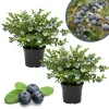 Misty Blueberry Live Plant - Hardy Fruiting Shrub, 4-9 Inches Tall, Outdoor - Image 1