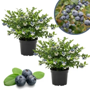Misty Blueberry Live Plant - Hardy Fruiting Shrub, 4-9 Inches Tall, Outdoor - Image 1
