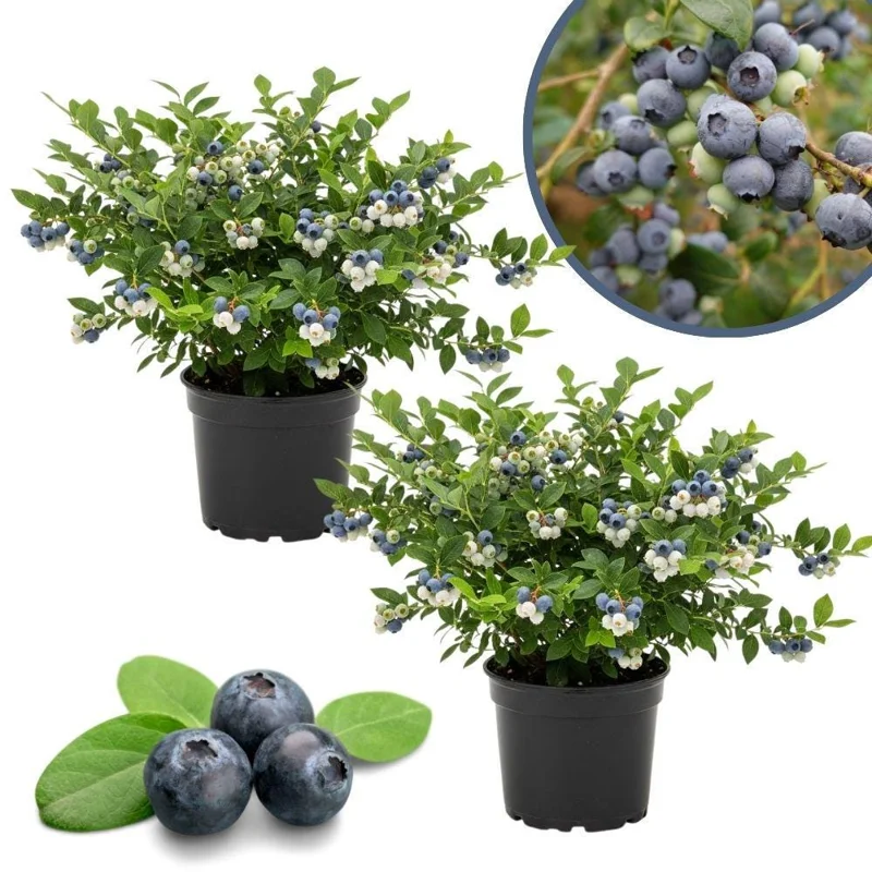 Misty Blueberry Live Plant - Hardy Fruiting Shrub, 4-9 Inches Tall, Outdoor - Image 1