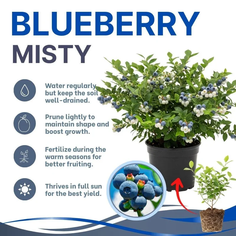 Misty Blueberry Live Plant - Hardy Fruiting Shrub, 4-9 Inches Tall, Outdoor - Image 2