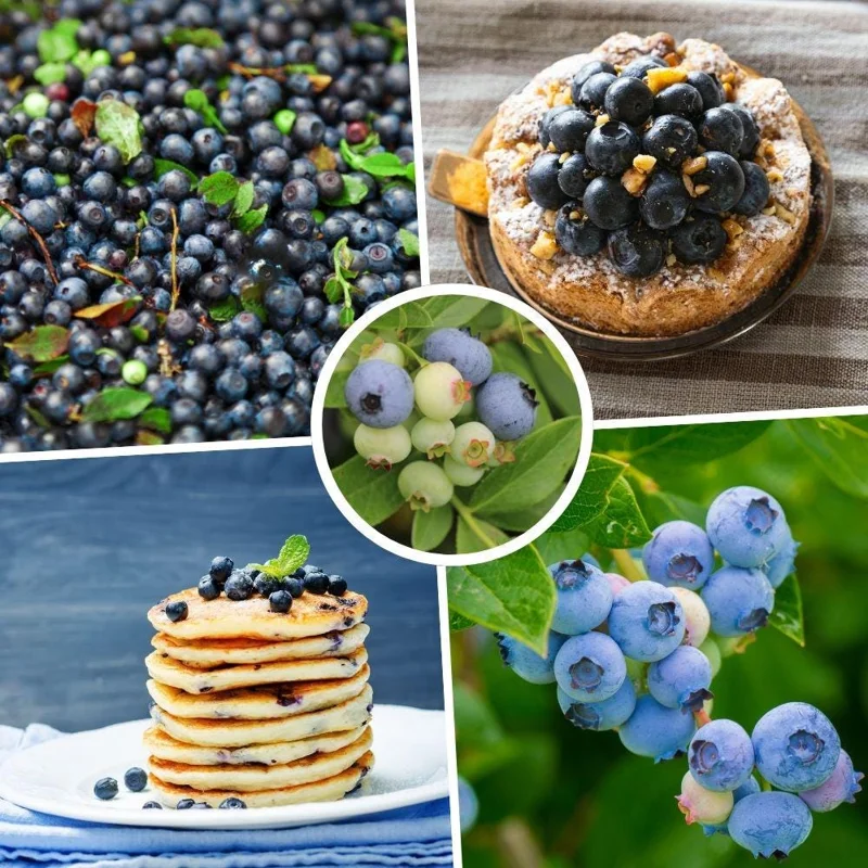 Misty Blueberry Live Plant - Hardy Fruiting Shrub, 4-9 Inches Tall, Outdoor - Image 3