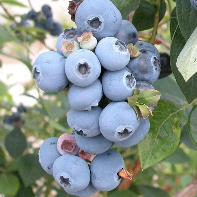 Misty Blueberry Live Plant - Hardy Fruiting Shrub, 4-9 Inches Tall, Outdoor - Image 4