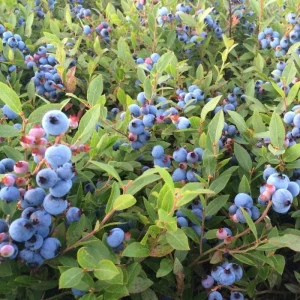 Misty Blueberry Live Plant - Hardy Fruiting Shrub, 4-9 Inches Tall, Outdoor - Image 5