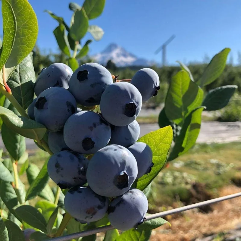 Misty Blueberry Live Plant - Hardy Fruiting Shrub, 4-9 Inches Tall, Outdoor - Image 6