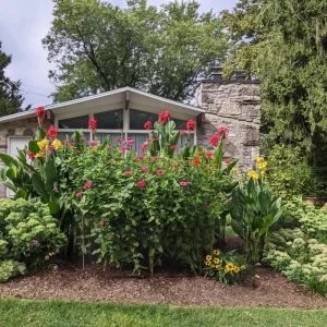 Mix Zinnia Live Plant – Colorful Annual Flowers, 8-12 Inches Tall, Indoor/Outdoor - Image 7