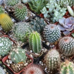 Mixed Cactus & Succulent Seeds - 25+ Seeds, Perennial, Indoor & Outdoor - Image 2