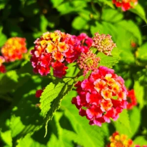 Mixed Color Lantana Live Plant - 6-10 Inches Tall - Perennial Outdoor Flowers - Image 10
