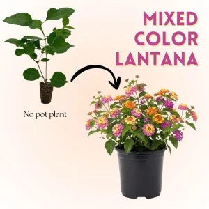 Mixed Color Lantana Live Plant - 6-10 Inches Tall - Perennial Outdoor Flowers - Image 2