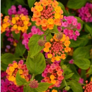 Mixed Color Lantana Live Plant - 6-10 Inches Tall - Perennial Outdoor Flowers - Image 3
