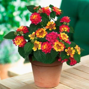 Mixed Color Lantana Live Plant - 6-10 Inches Tall - Perennial Outdoor Flowers - Image 4