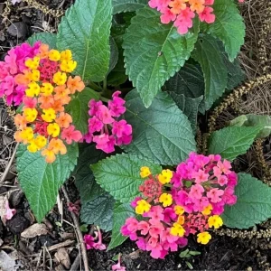 Mixed Color Lantana Live Plant - 6-10 Inches Tall - Perennial Outdoor Flowers - Image 5