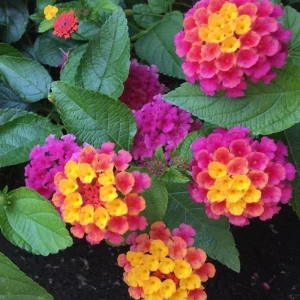 Mixed Color Lantana Live Plant - 6-10 Inches Tall - Perennial Outdoor Flowers - Image 6