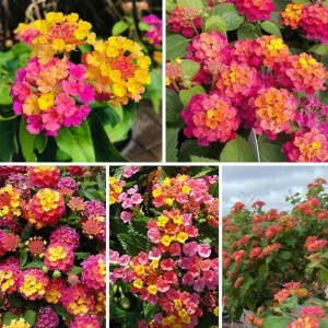 Mixed Color Lantana Live Plant - 6-10 Inches Tall - Perennial Outdoor Flowers - Image 8