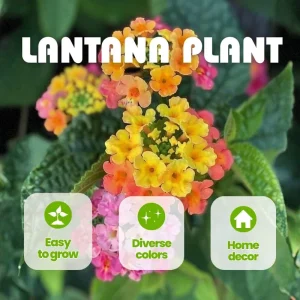 Mixed Color Lantana Live Plant - 6-10 Inches Tall - Perennial Outdoor Flowers - Image 9