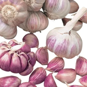 Mixed Hardneck Garlic Bulbs for Planting - 0.5 Pound White Red Purple - Image 6