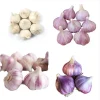 Mixed Hardneck Garlic Bulbs for Planting - 0.5 Pound White Red Purple - Image 1