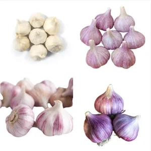 Mixed Hardneck Garlic Bulbs for Planting - 0.5 Pound White Red Purple - Image 1