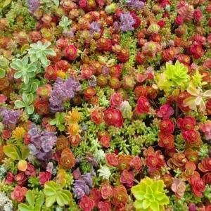 Mixed Sedum Seeds - Stonecrop Succulent Groundcover - Perennial - 100+ Seeds - Indoor/Outdoor - Image 3