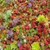 Mixed Sedum Seeds - Stonecrop Succulent Groundcover - Perennial - 100+ Seeds - Indoor/Outdoor - Image 1