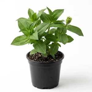 Mixed Zinnia Live Plant - Colorful Summer Flowers in 4 Inch Pot - Image 2