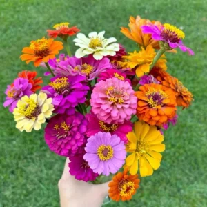 Mixed Zinnia Live Plant - Colorful Summer Flowers in 4 Inch Pot - Image 3