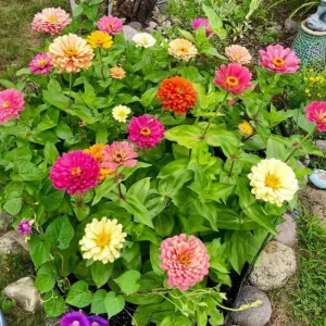 Mixed Zinnia Live Plant - Colorful Summer Flowers in 4 Inch Pot - Image 4