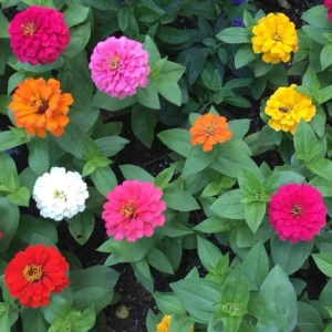 Mixed Zinnia Live Plant - Colorful Summer Flowers in 4 Inch Pot - Image 5