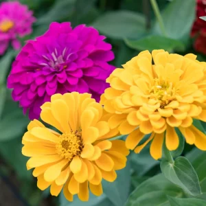 Mixed Zinnia Live Plant - Colorful Summer Flowers in 4 Inch Pot - Image 6
