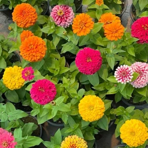 Mixed Zinnia Live Plant - Colorful Summer Flowers in 4 Inch Pot - Image 7