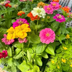Mixed Zinnia Live Plant - Colorful Summer Flowers in 4 Inch Pot - Image 8